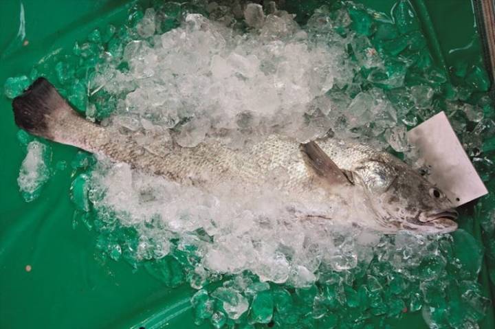 민어