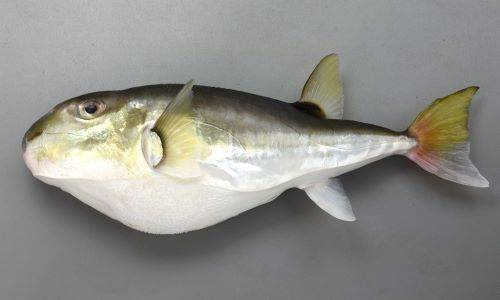 민밀복