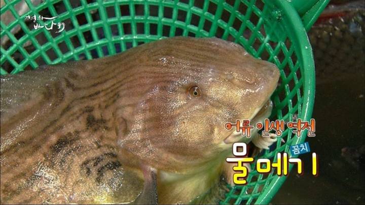 물메기