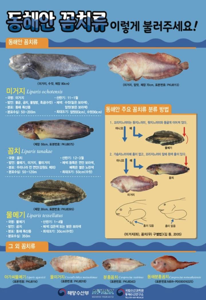 물메기