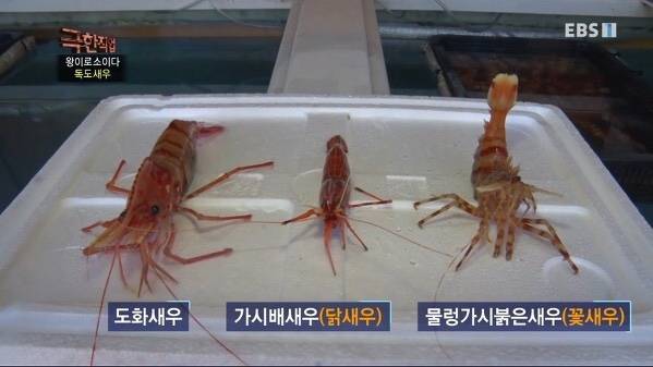 물렁가시붉은새우