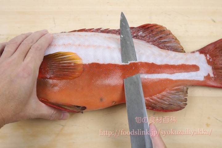 무늬바리
