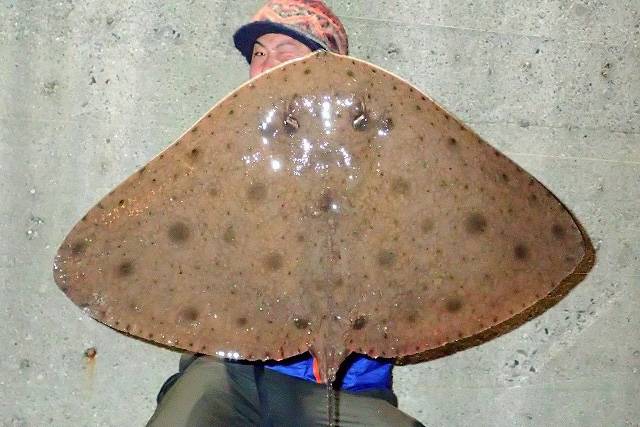 나비가오리
