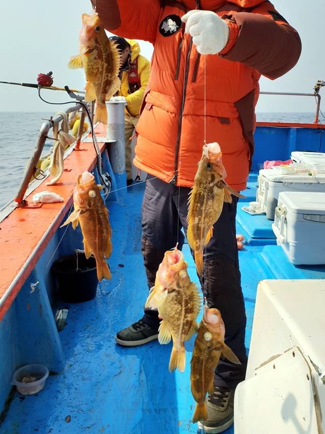 노랑볼락