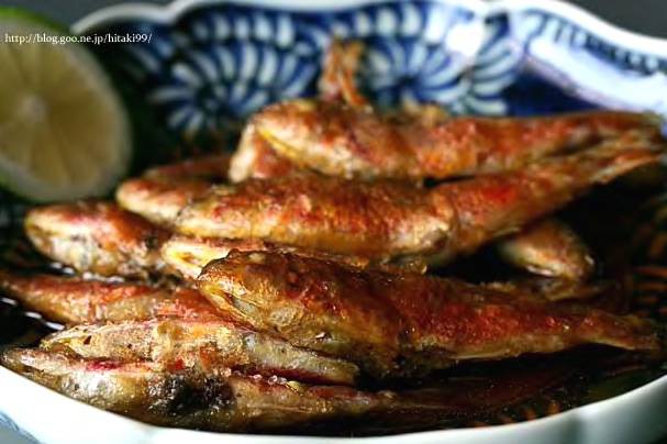 노랑촉수