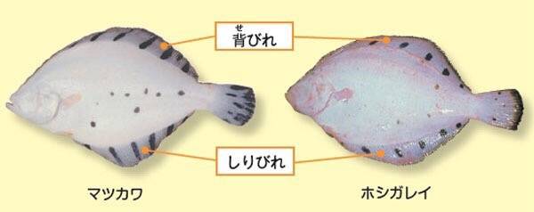 노랑가자미