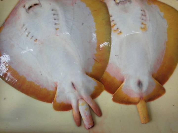 노랑가오리