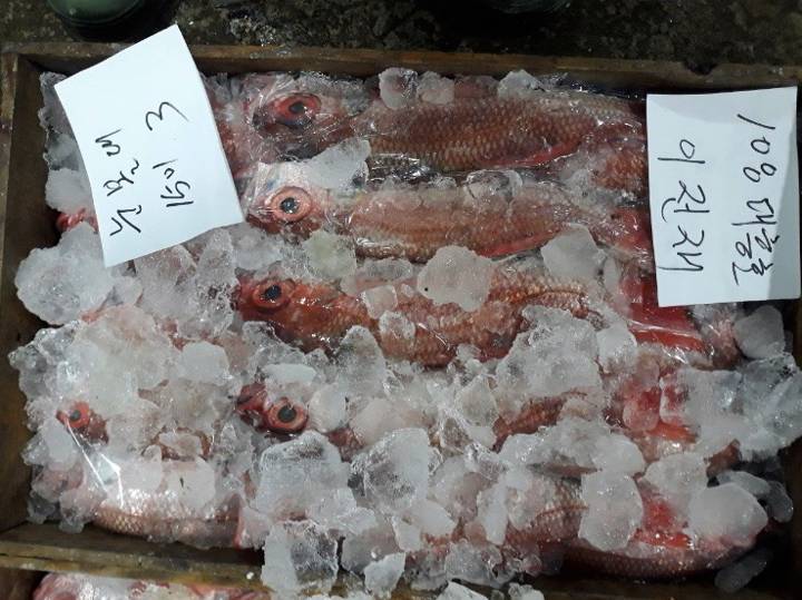 눈볼대