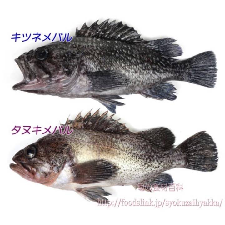 누루시볼락