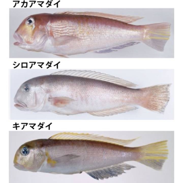 옥두어