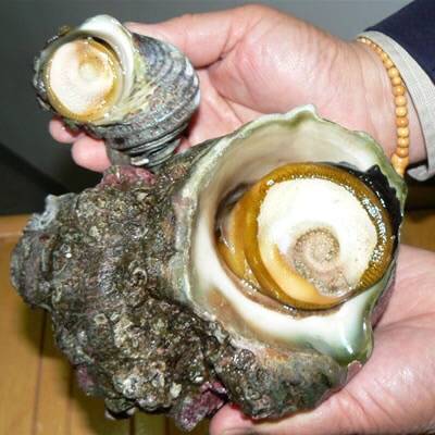 피뿔고둥