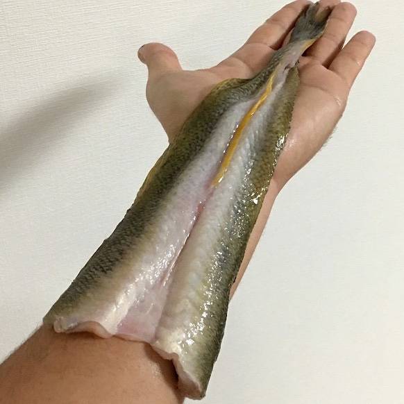 풀망둑