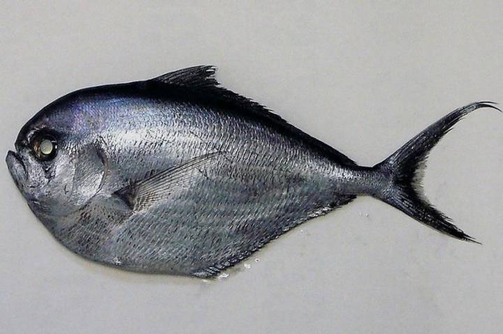 새다래