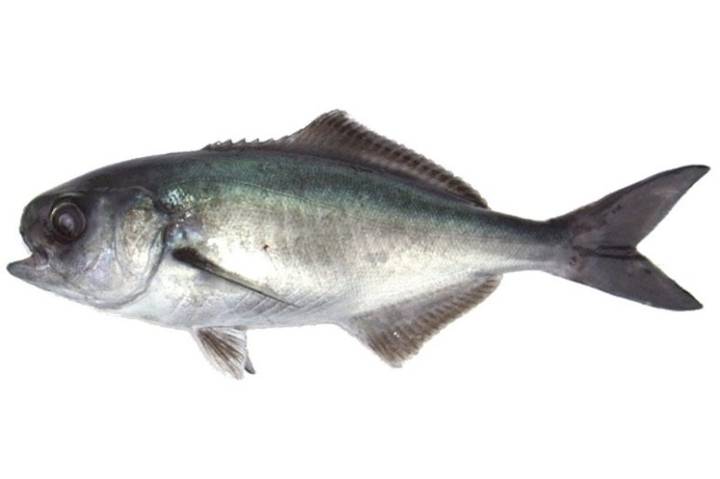 샛돔