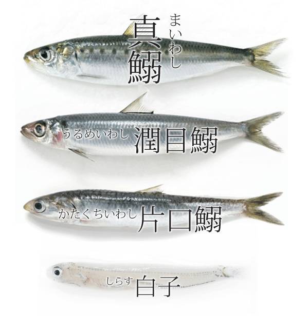 샛줄멸