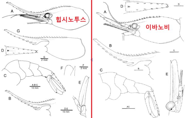 사할린보탄에비