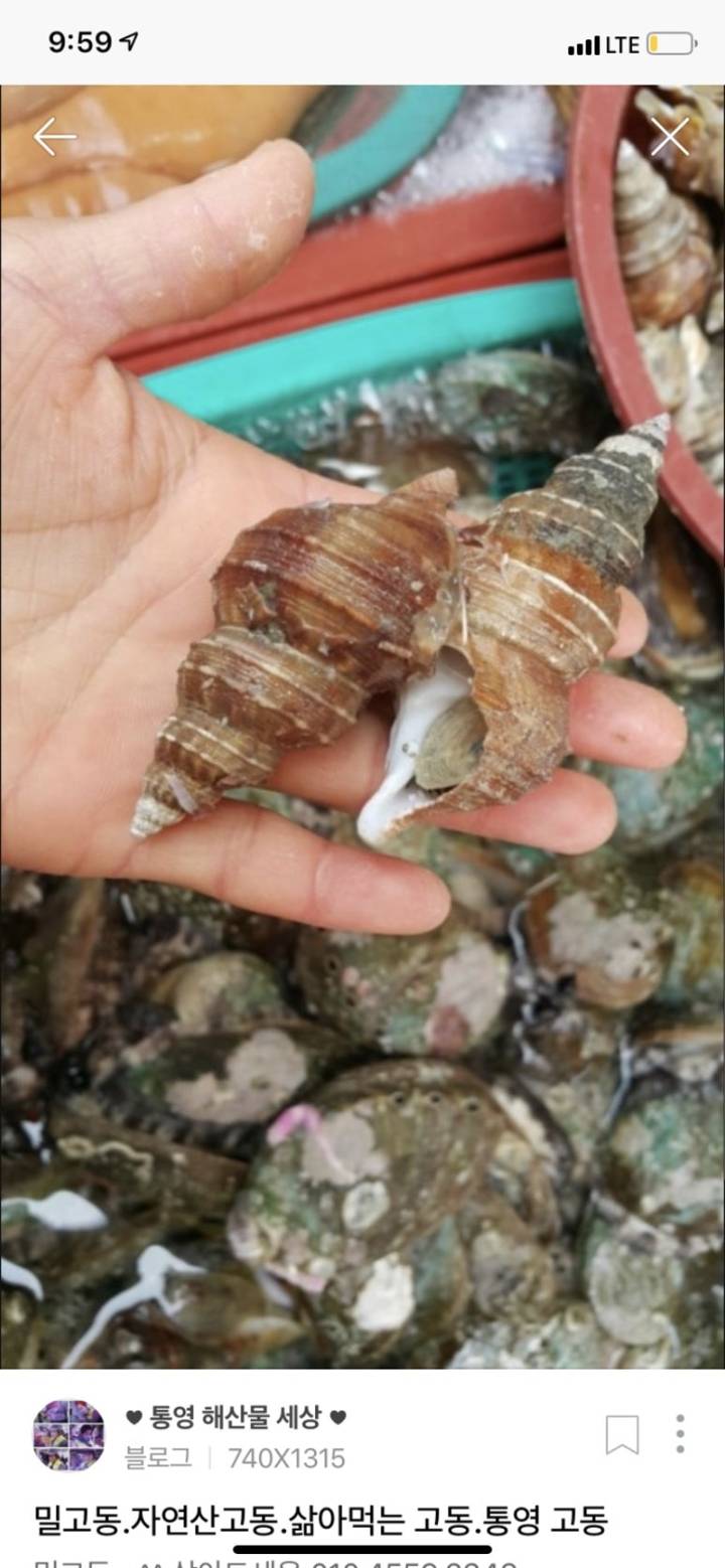 세고리물레고둥
