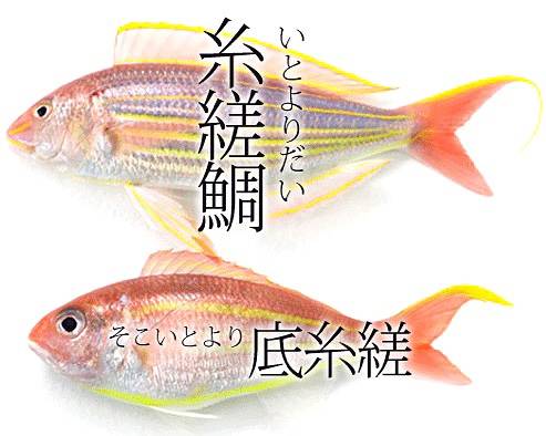 실꼬리돔