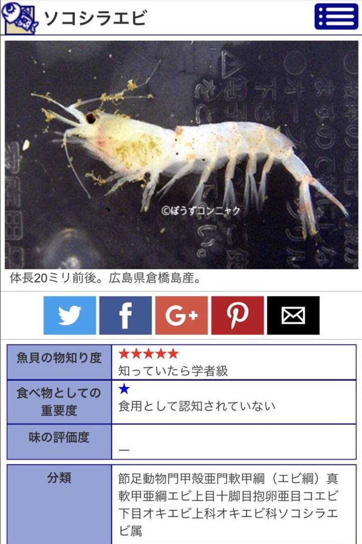 쌀새우