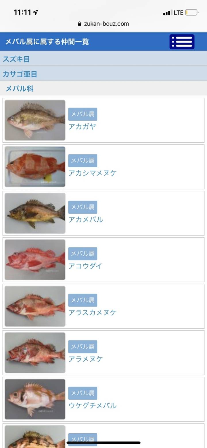 탁자볼락