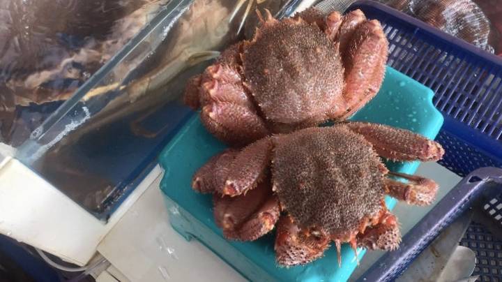 털게
