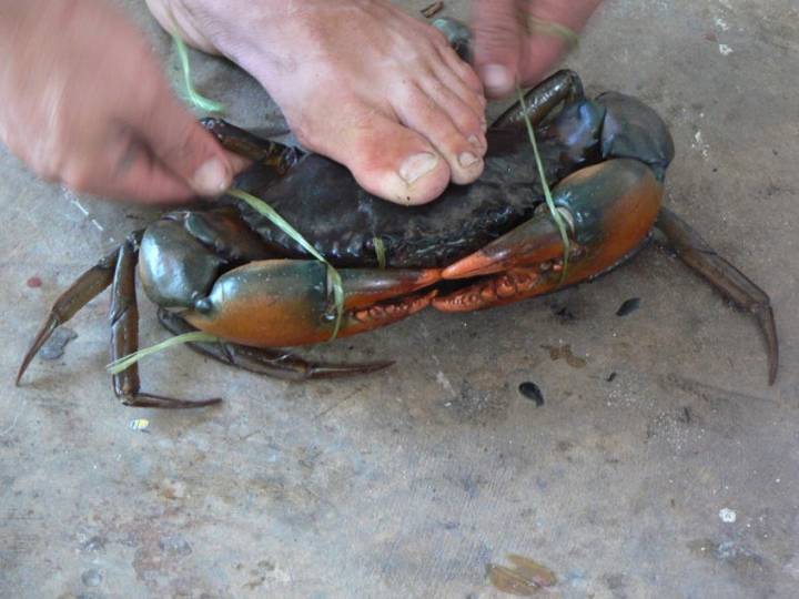 톱날꽃게