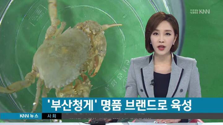 톱날꽃게