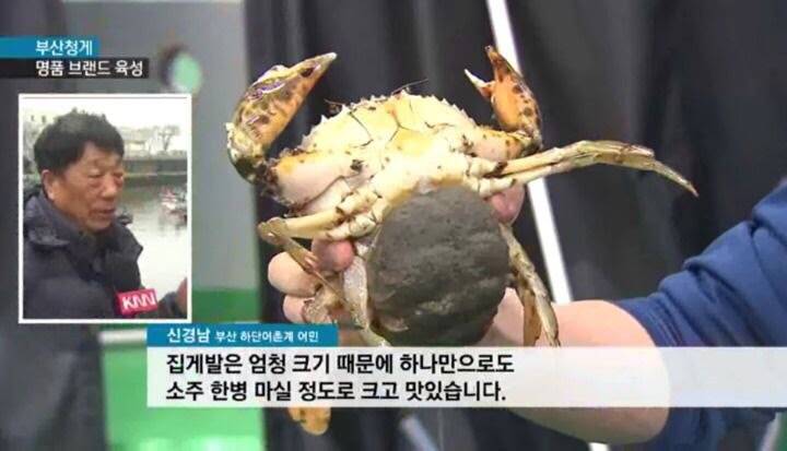 톱날꽃게