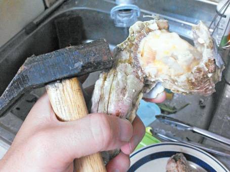 따개비