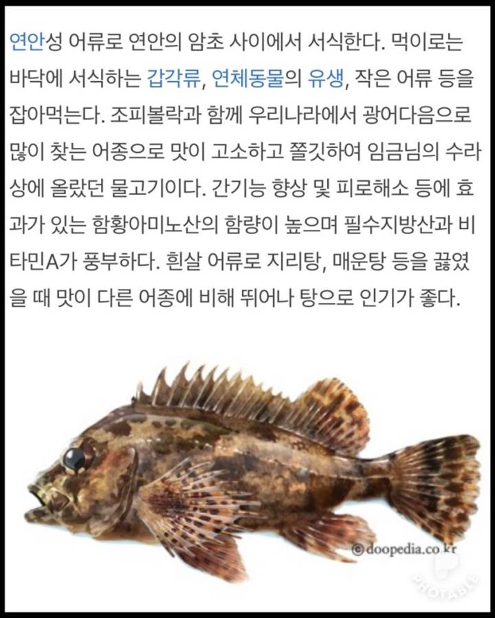 우럭볼락