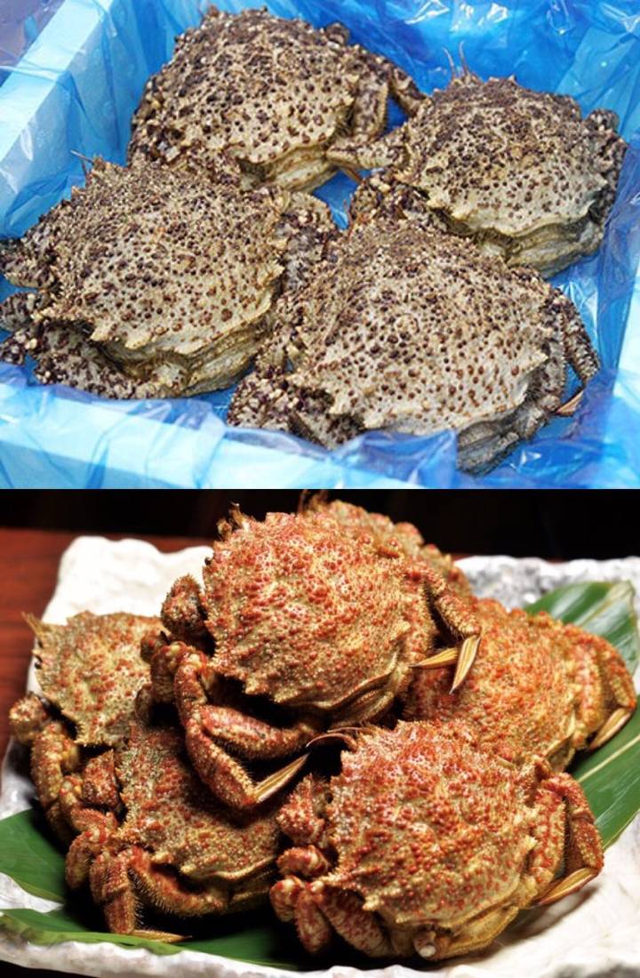 왕밤송이게