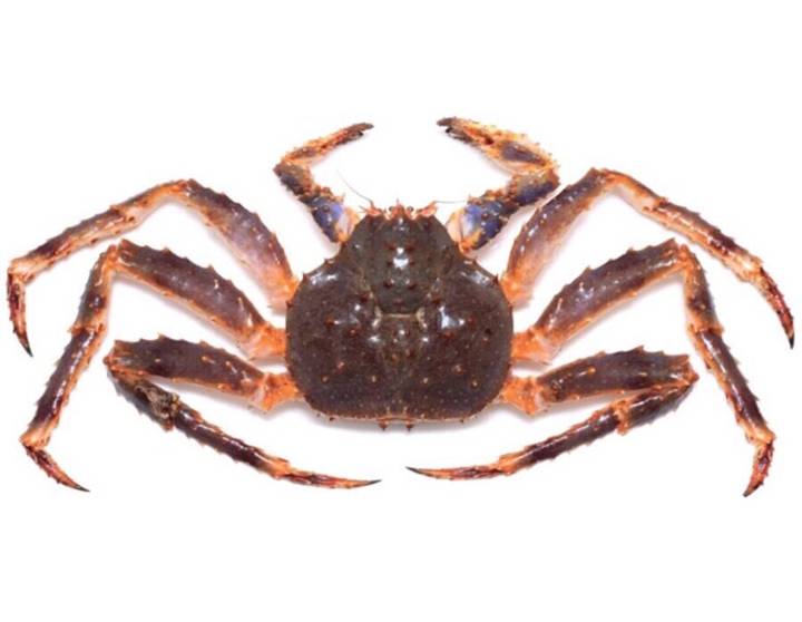 왕게