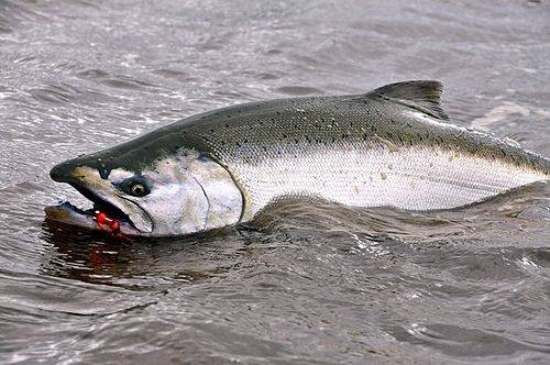 왕연어